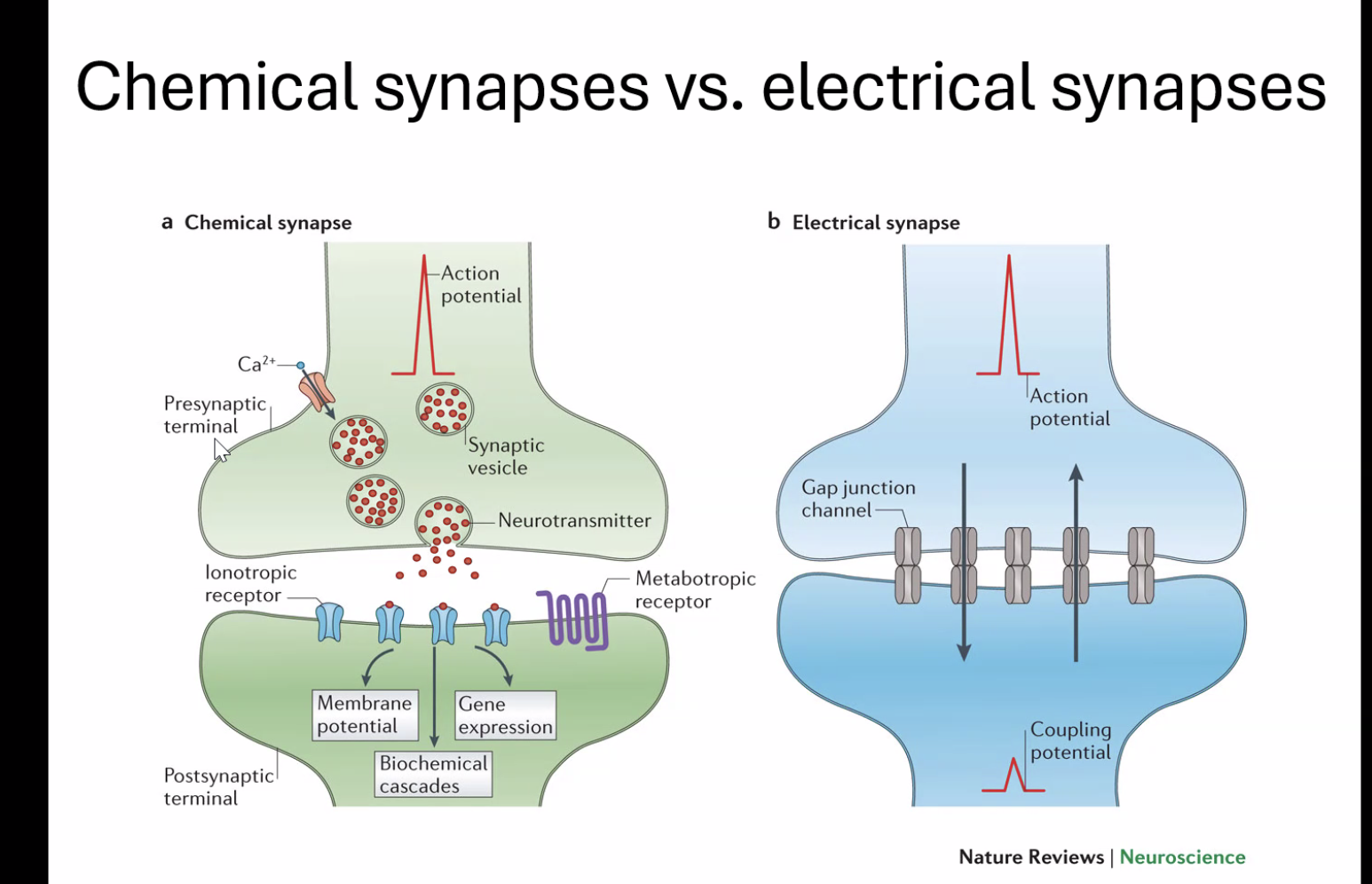 Chemical vs Electrical synapses