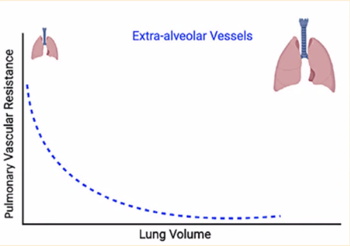 Extra-alveolar vessels