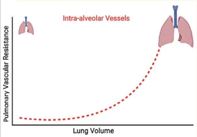 Alveolar vessels