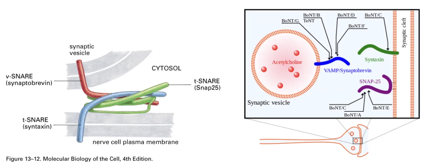 Communication between neurons release of presynaptic vesicles