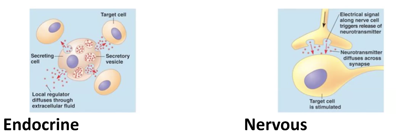 Endocrine and Nervous