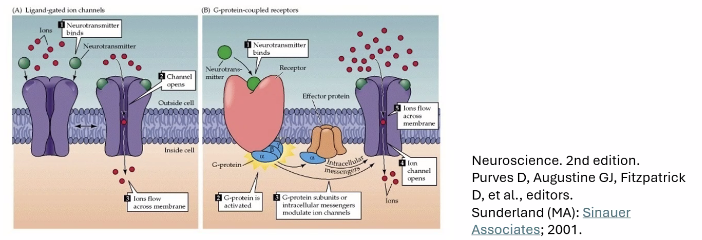 Receptors on postsynaptic membrane