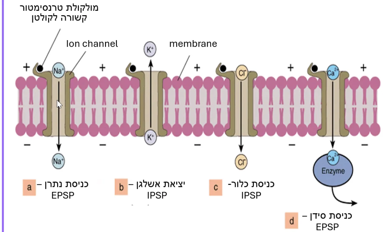 EPSP / IPSP