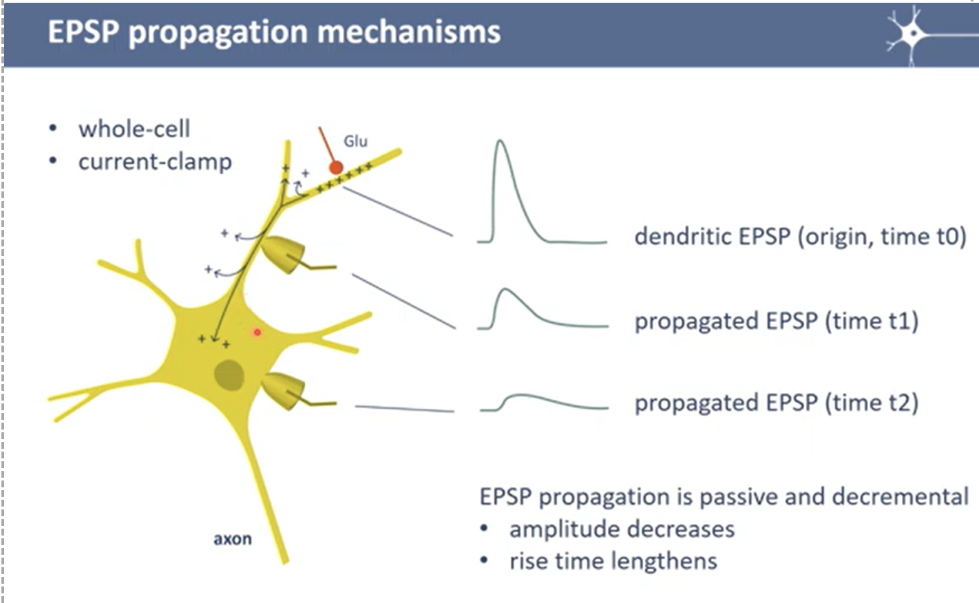 EPSP Propagation mechanisms