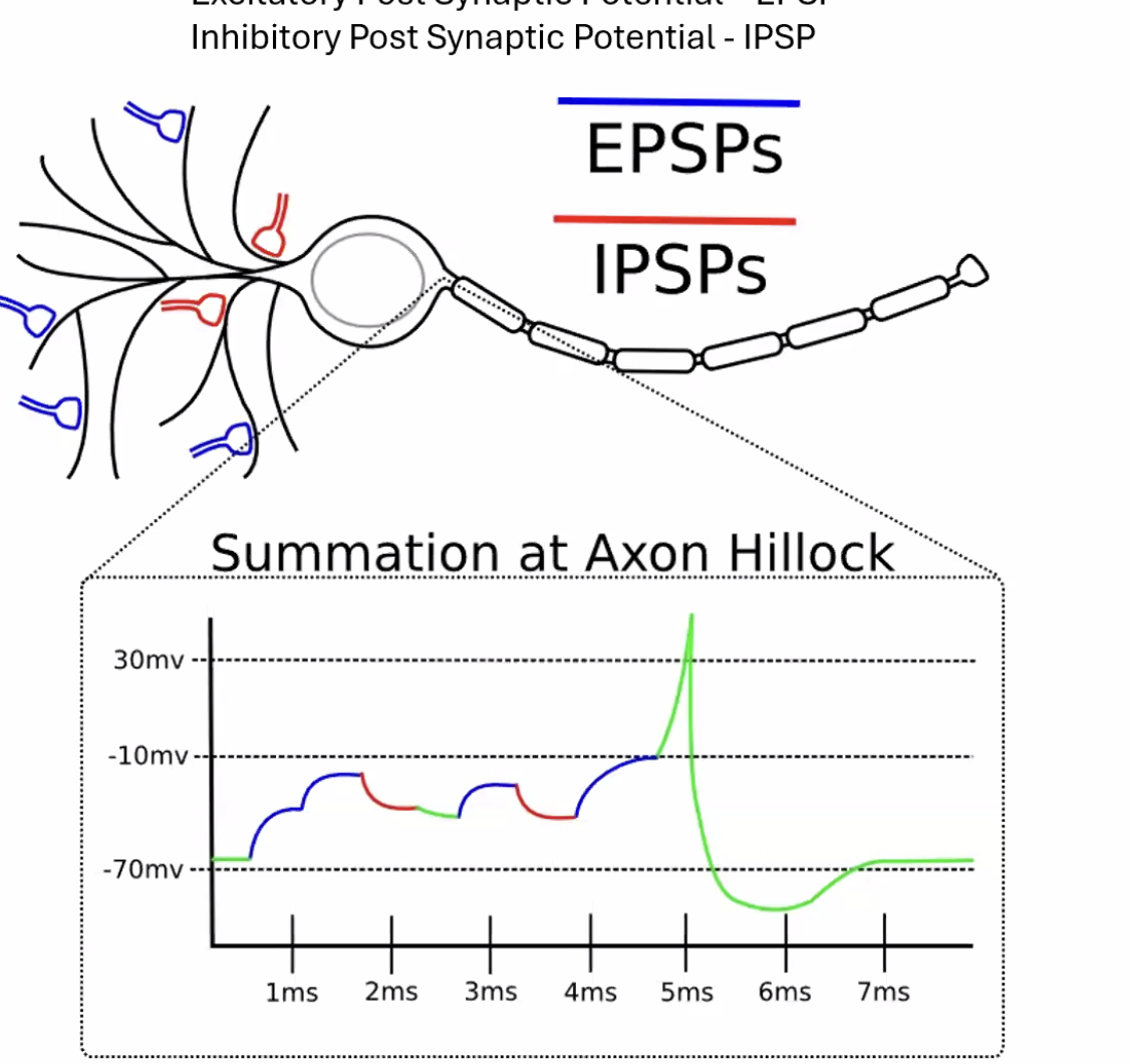 Summation at Axon Hillock