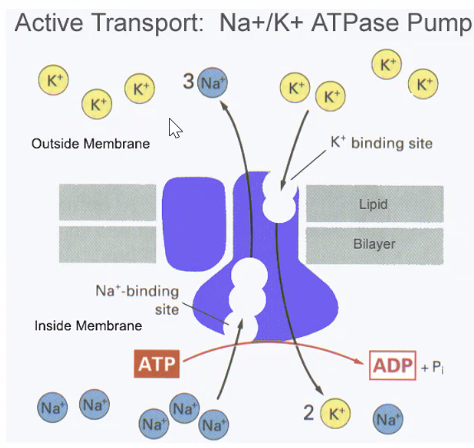 ATPase Pump