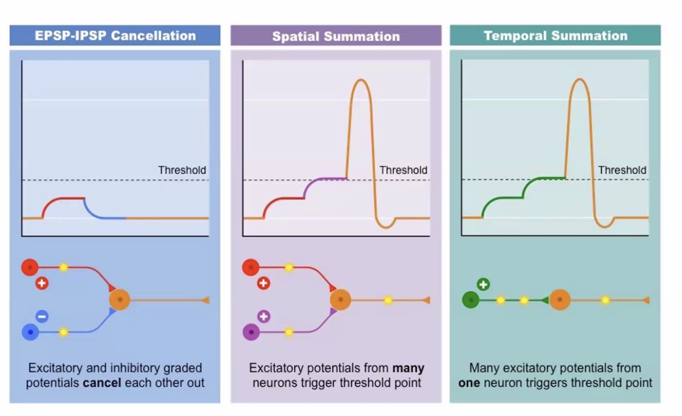 Temporal and Spatial Summation