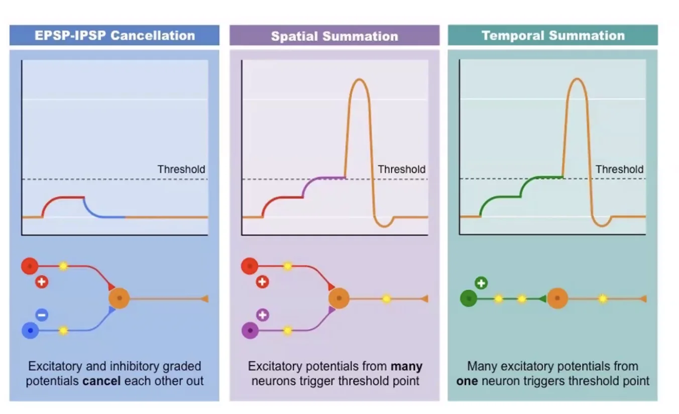 Temporal and Spatial Summation