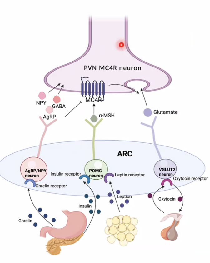 דוגמה עם שובע