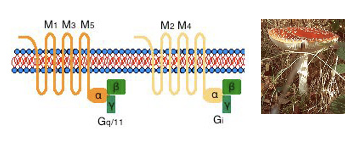 קולטן מוסקריני