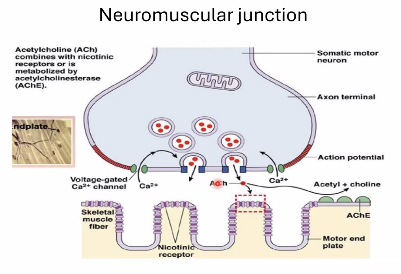 neuromuscular junction