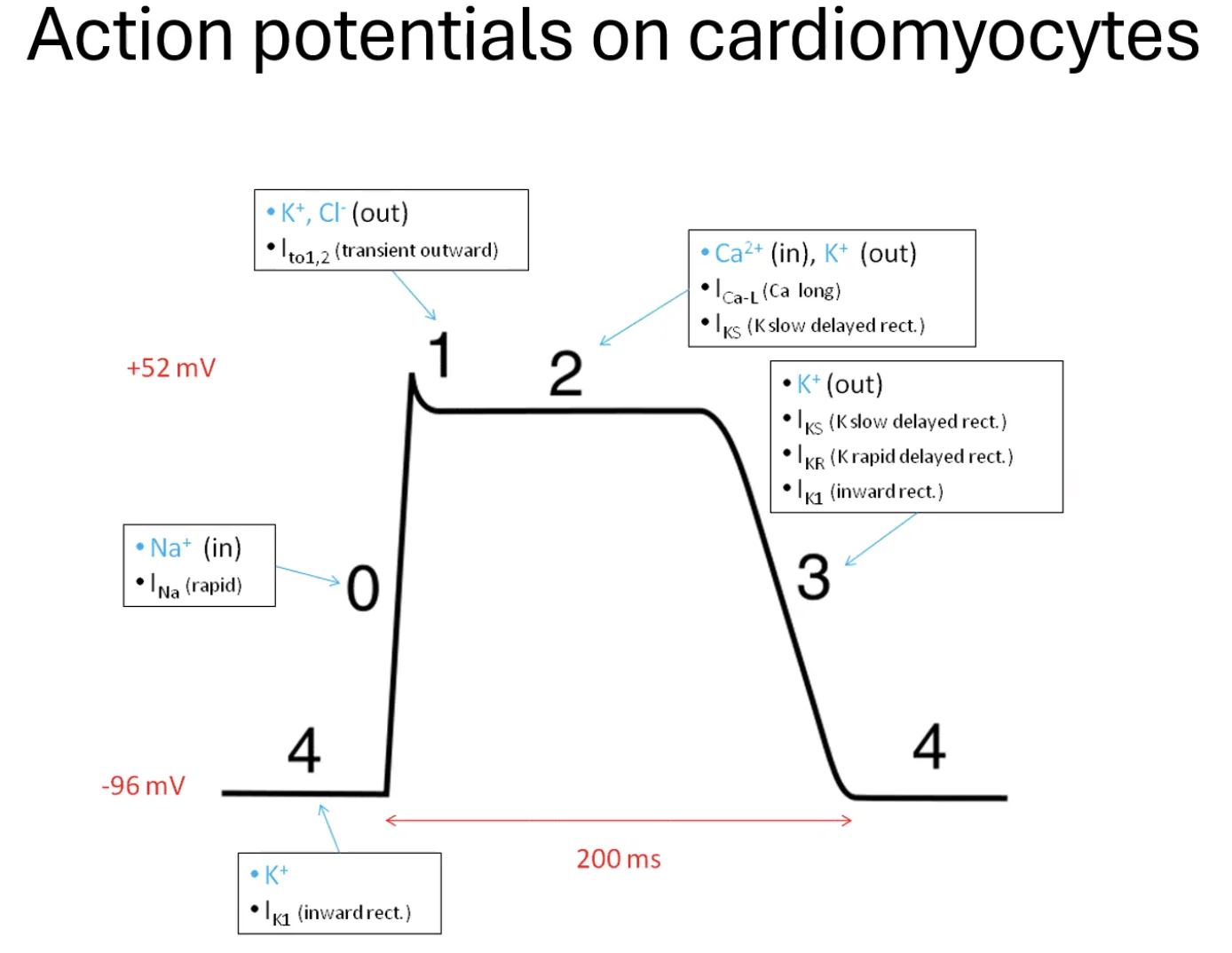 Cardiomycoytes