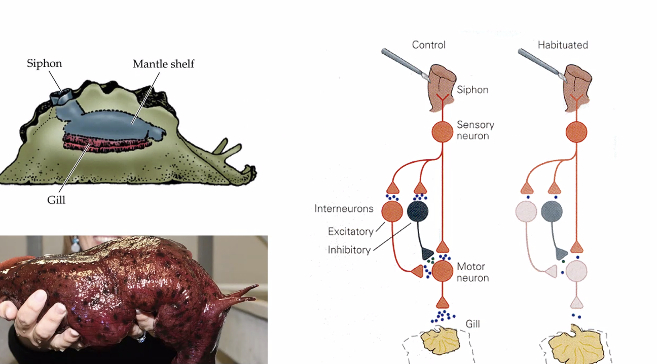 Non-associative memory