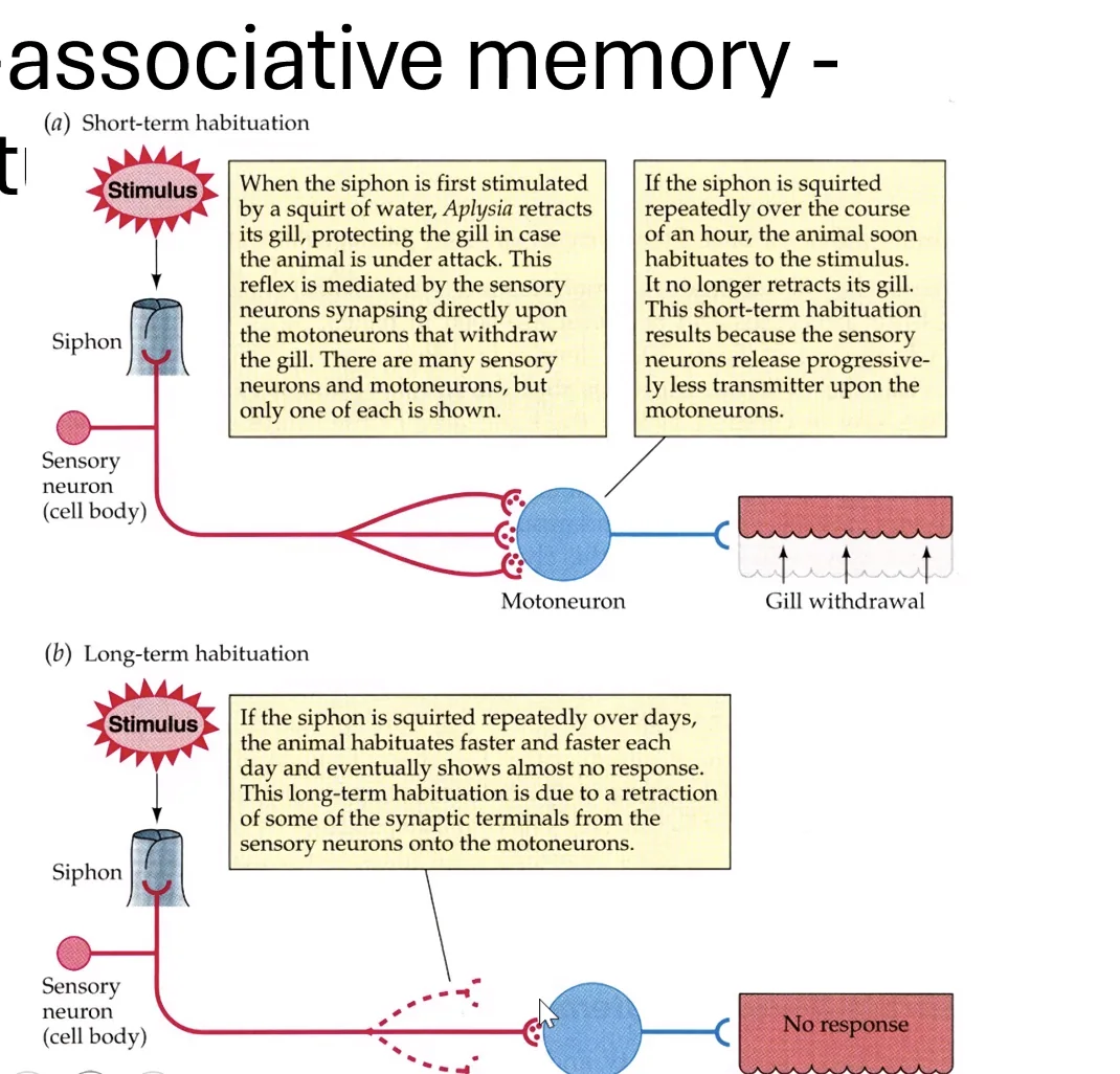 non associative