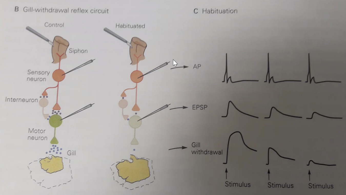מגיב כמו ביום הקודם