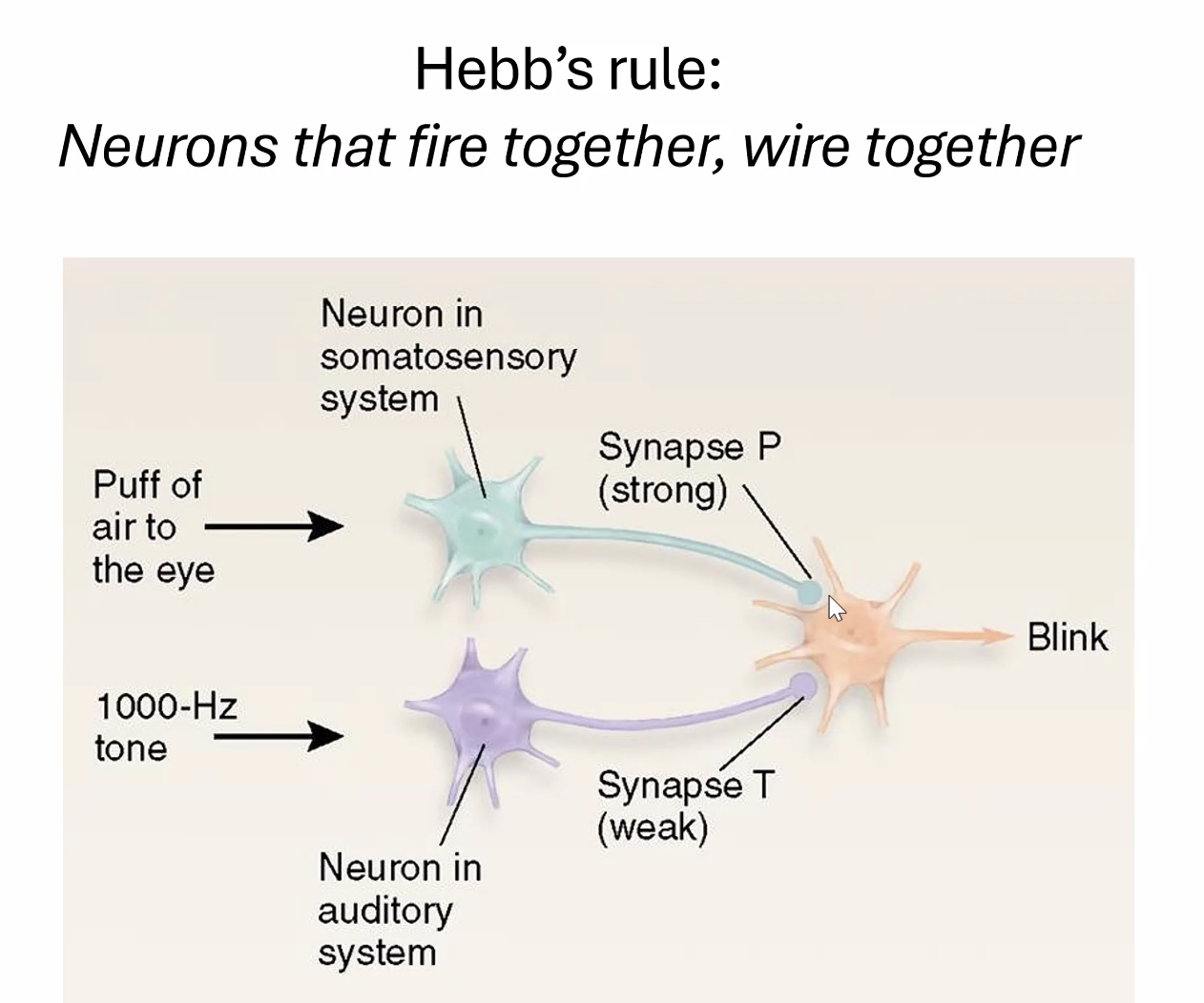 hebb's rule