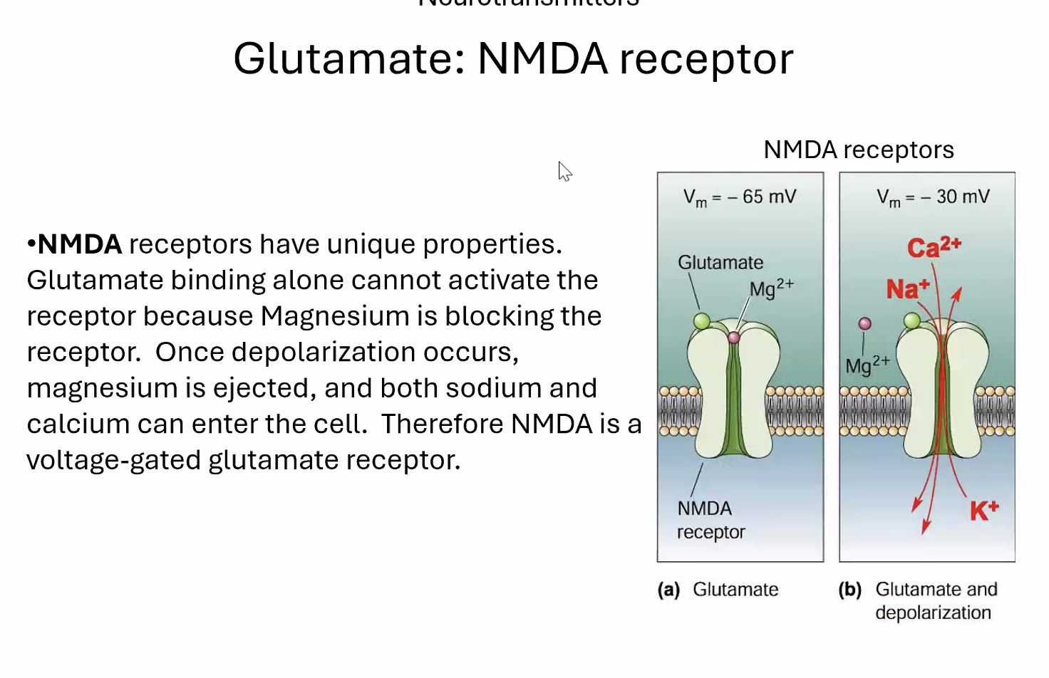 Glutamate: NMDA receptor