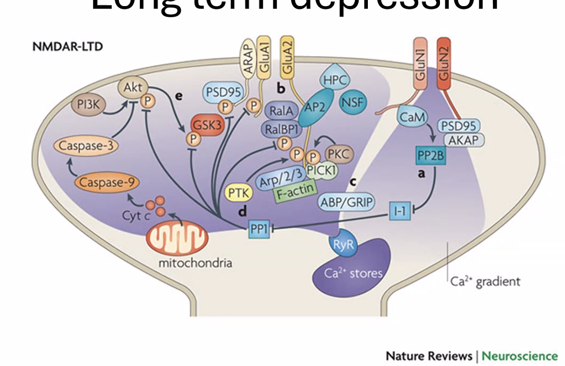 long term depression
