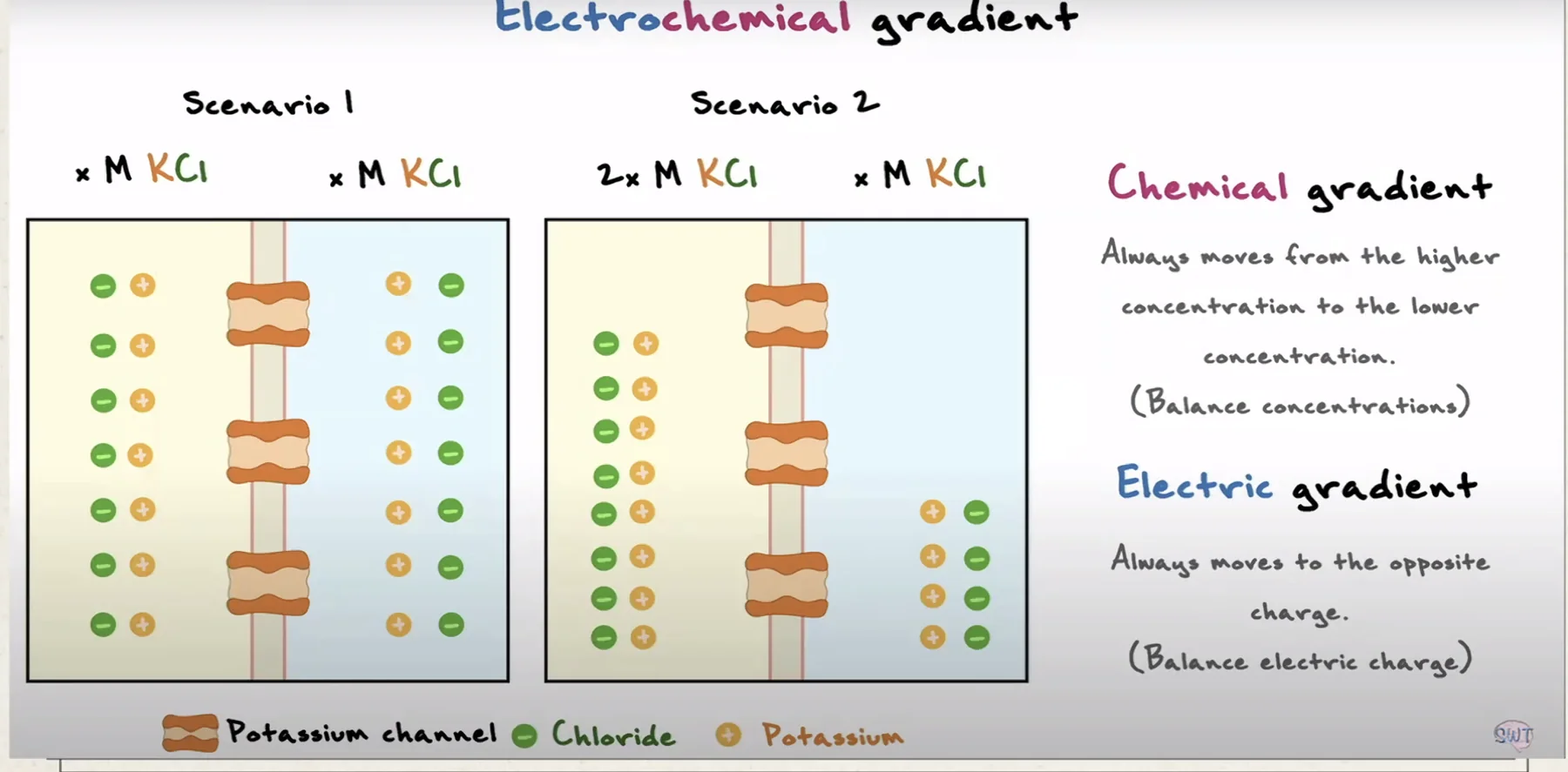Electrochmical gradient