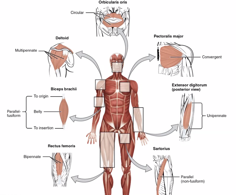 סיגוי שרירים וצורות שרירים