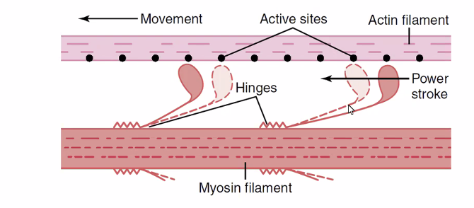 muscle contraction