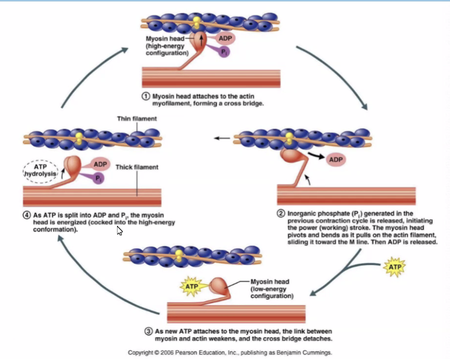 The cross-bridge cycle