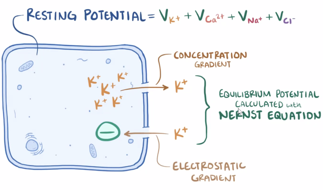 Resting Potential