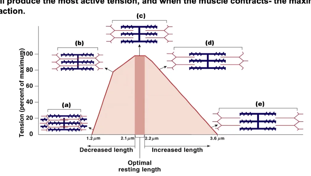 Force-length relationship