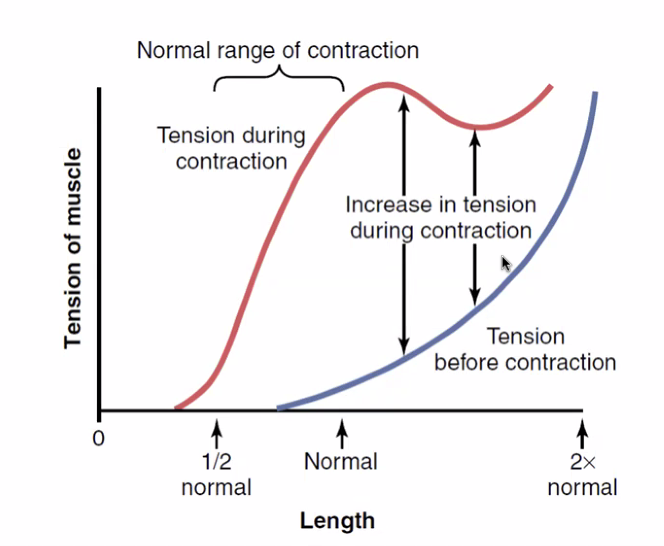Whole muscle force length relationship