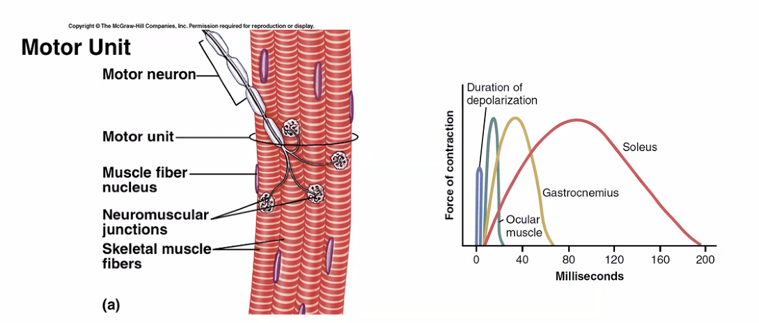 Muscle Activation