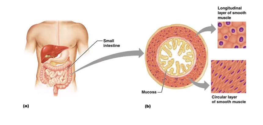 Smooth muscle