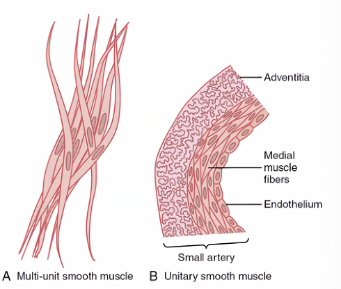 Smooth Muscle types