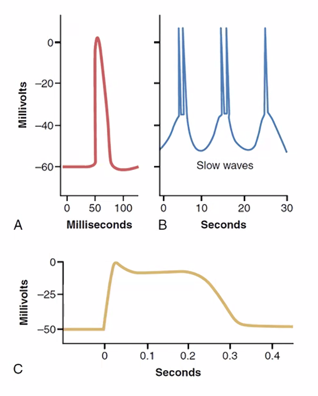 smooth muscle action potential