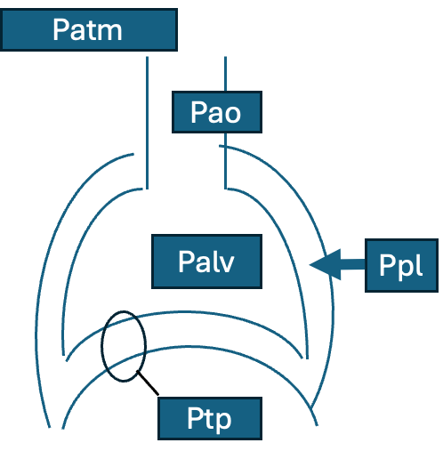 ניתן לחלק את הלחצים בנשימה לכמה חללים. לחץ מחוץ לגוף (לחץ אטמוספרי Patm), לחץ בנתיב האוויר שמחוץ לבית החזה (כגון בקנה ובלוע Pao), לחץ בנאדיות Palv, לחץ בחלל הפלאורלי Ppl.