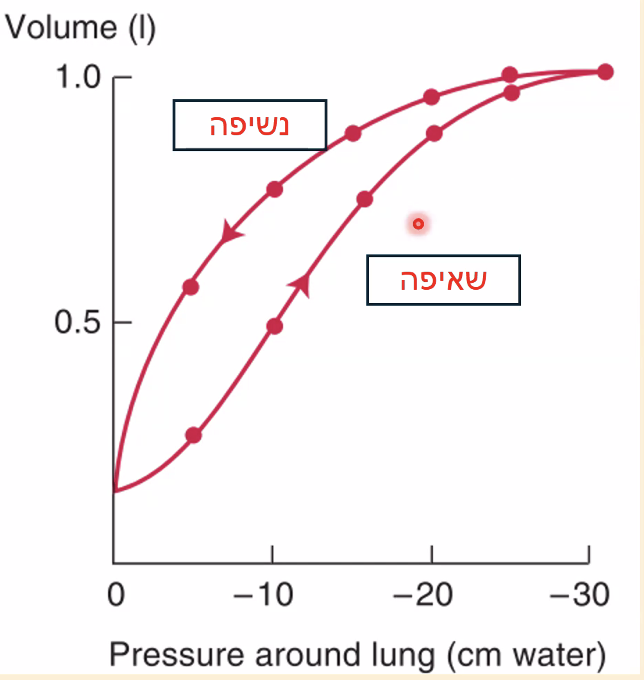 היענות הראות