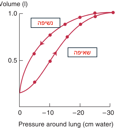 היענות נשיפה לעומת שאיפה