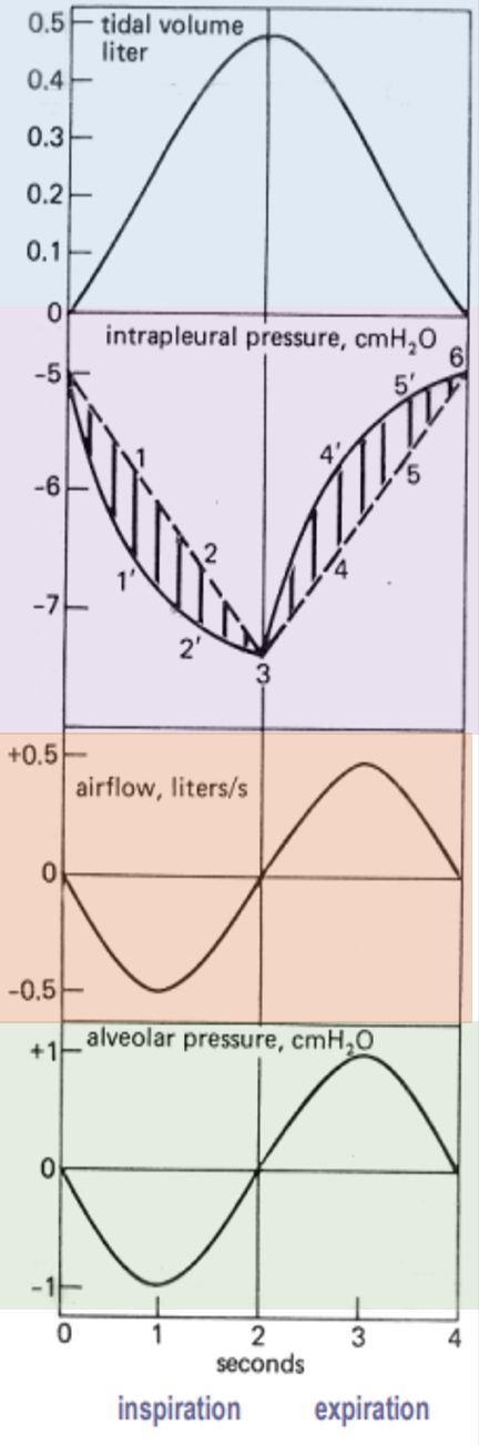 היענות ותנגודת במחזור הנשימתי