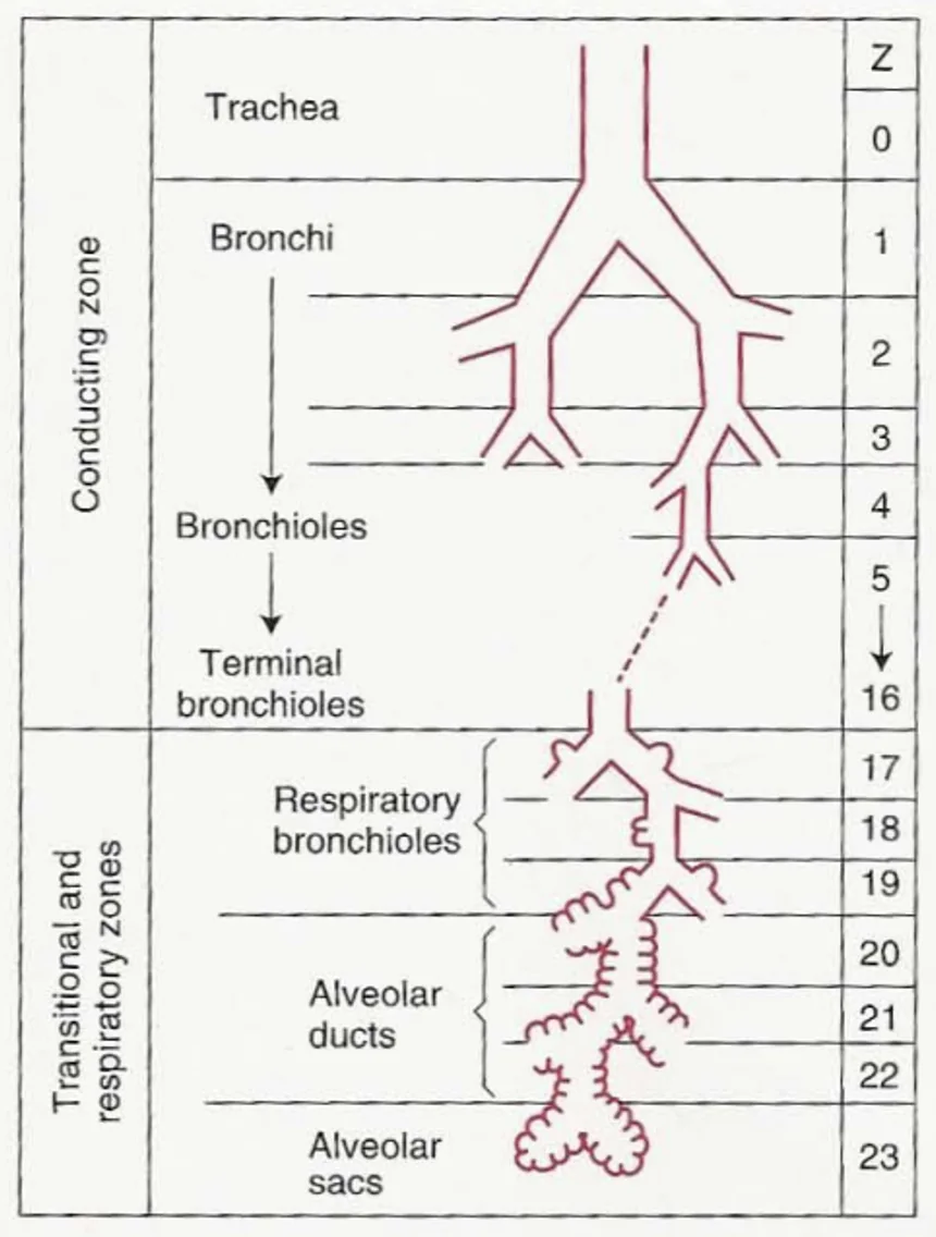 Anatomic dead space