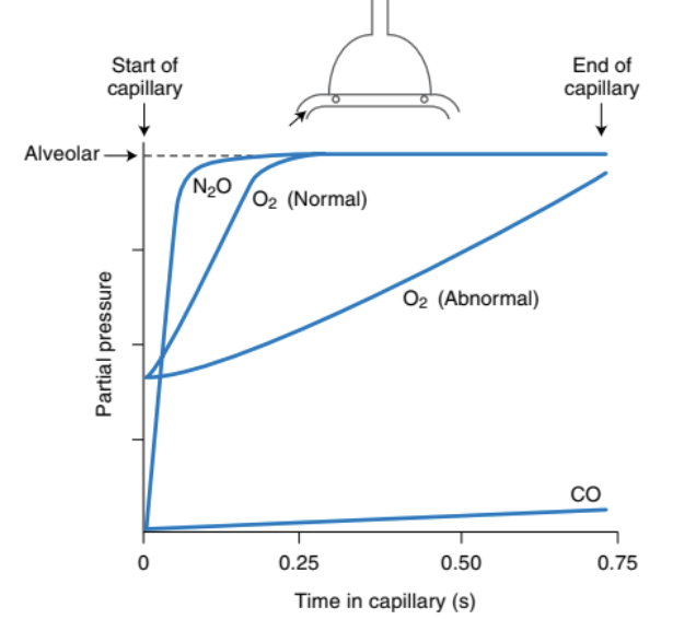 Diffusion or Perfusion Limited