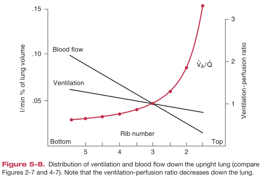 Distribution of ventilation and blood flow down the upright lung