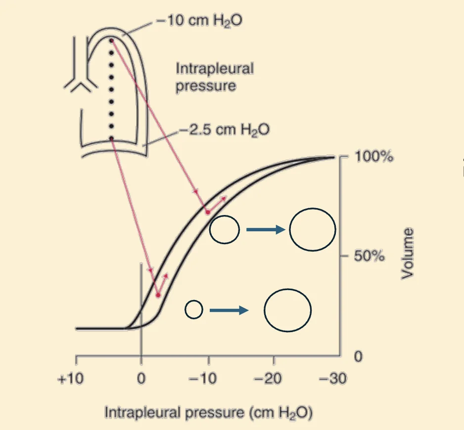Explanation of the regional differences of ventilation down the lung
