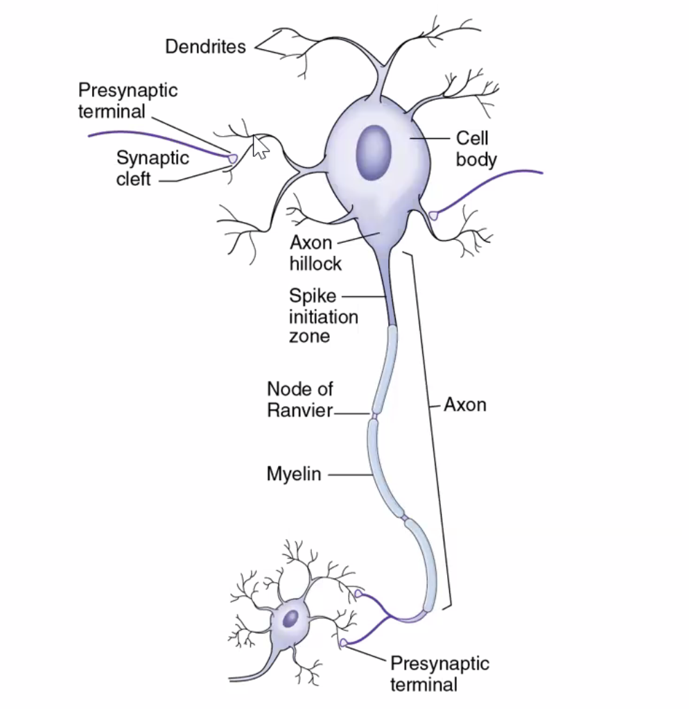 neuron