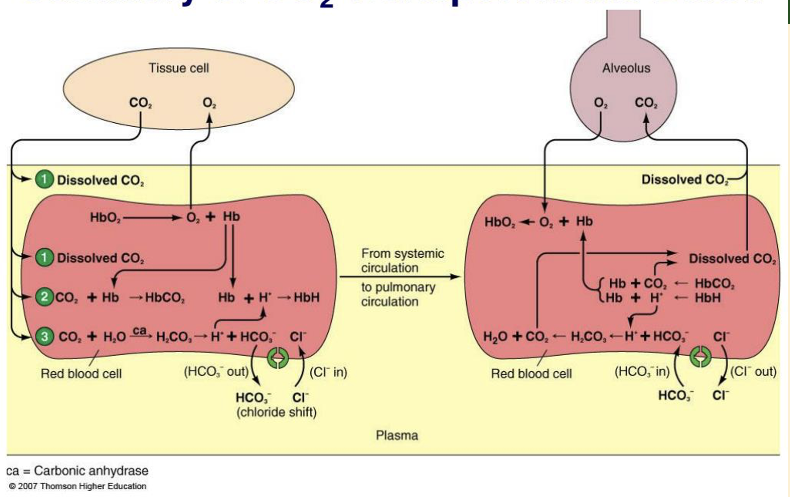 Summary of CO2 Transport in the Blood