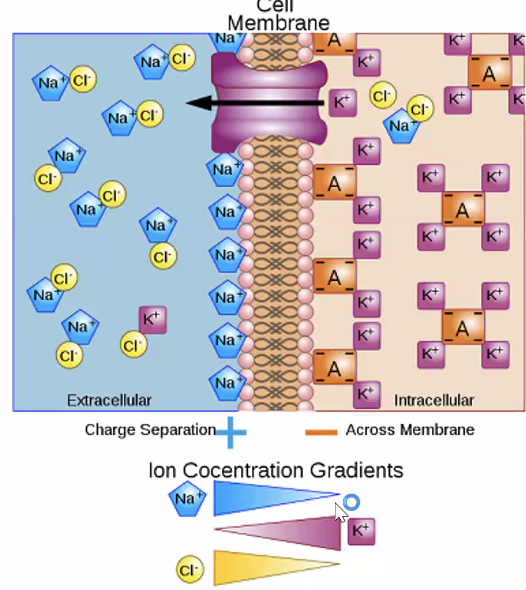 Resting potential