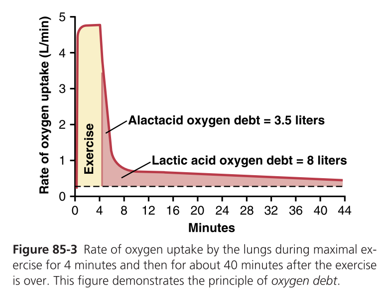 Oxygen debt
