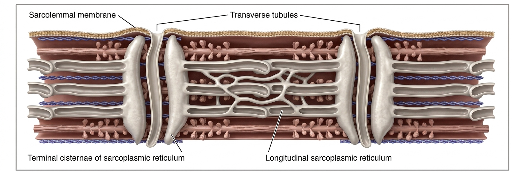 The Sarcolemma and T-tubules