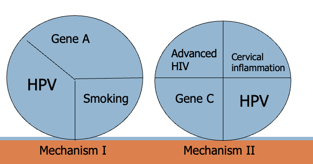 Hypothetical example with 3 different ways to develop cervical cancer