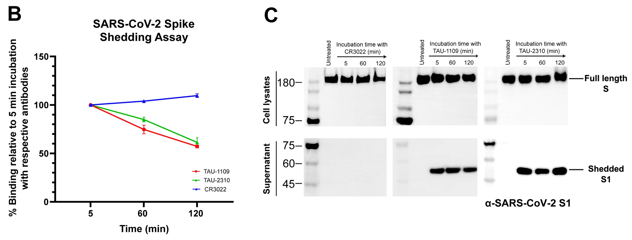 תוצאות ניסויי S1 shedding ו־Western blot