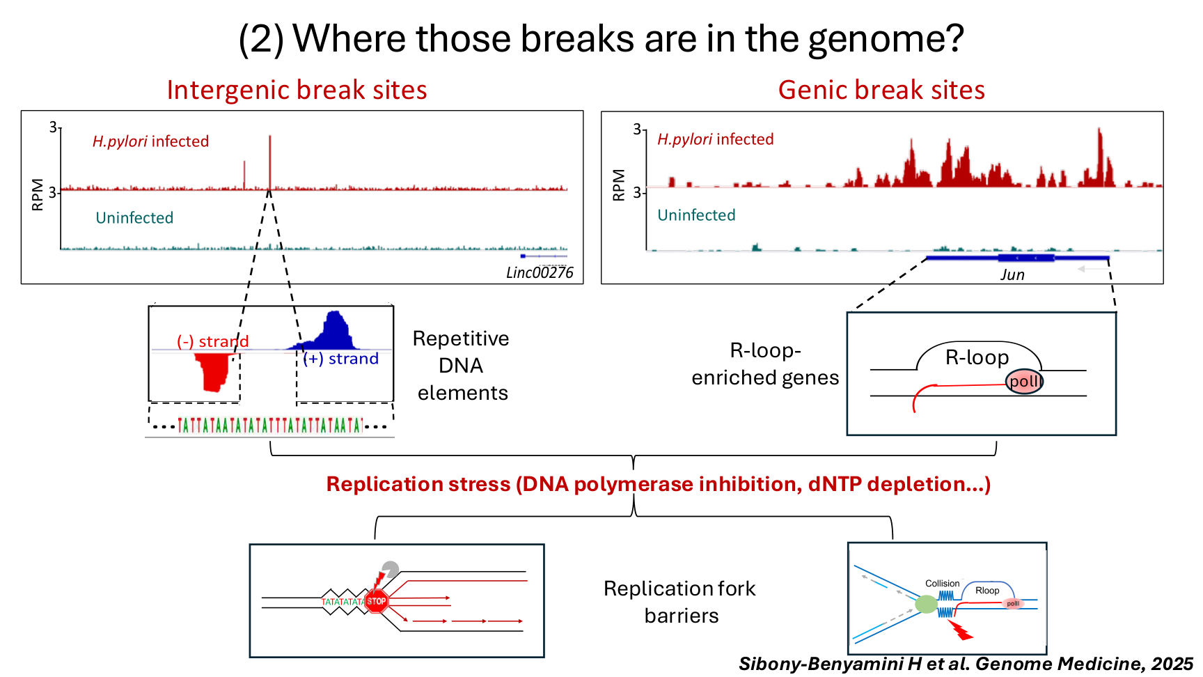 END-seq ואתרי שבר באזורי DNA חוזרני ובגנים עשירים ב־R-loops