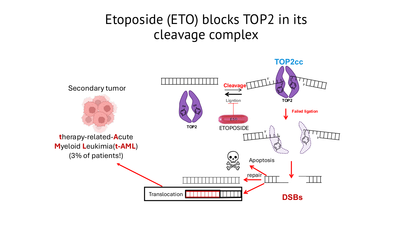 עיכוב של TOP2 על ידי Etoposide והאפשרות לשברים, טרנסלוקציות או מוות תאי